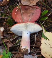 mushrooms in the forest