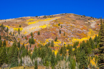 Aspens in a Liitle Cottonwood Canyon, Salt Lake Cty area