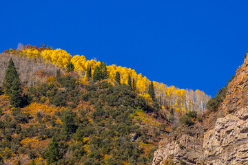Aspens in a Liitle Cottonwood Canyon, Salt Lake Cty area