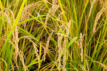Ripe fields on a farm, autumn, harvest, rice fields
