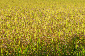 Ripe fields on a farm, autumn, harvest, rice fields