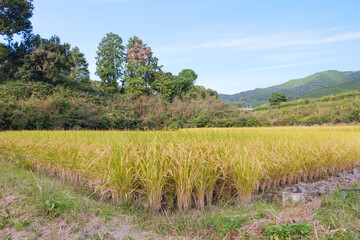 Obraz premium Ripe fields on a farm, autumn, harvest, rice fields