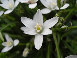 white spring flowers