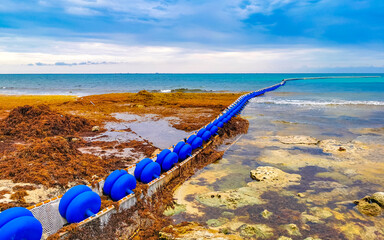 Seaweed Sargazo net caribbean beach water Playa del Carmen Mexico.