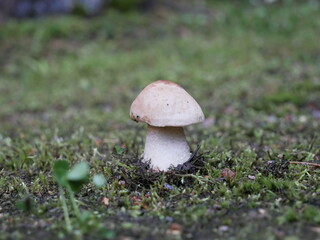 The boletus mushroom grows among green moss in a clearing in the forest. Edible healthy mushroom in the forest in summer. Vegetarian food in natural conditions.