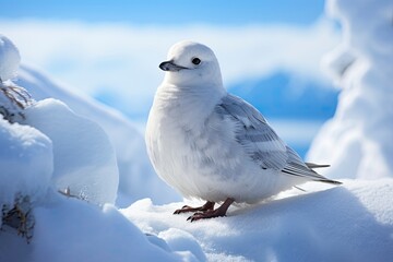 Obraz premium A majestic Snow Petrel bird perched on a snowy landscape created with Generative AI technology