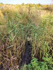 A stream of water surrounded by tall grass