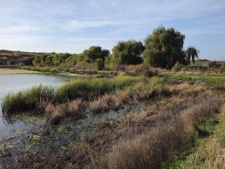 A river with trees and grass