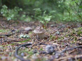 The boletus mushroom grows among green moss in a clearing in the forest. Edible healthy mushroom in the forest in summer. Vegetarian food in natural conditions.