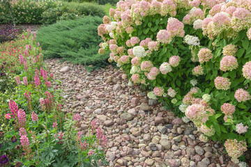 Hydrangea paniculata and conifer. Beautiful Garden path made of natural stones, gravel. Huge landscaping trend. Lawn, shrubbery in the backyard. Scenic of nice landscaped. Walkway. Green home design - obrazy, fototapety, plakaty
