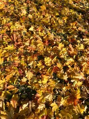 Autumn orange and yellow maple leaves on the ground, natural autumn leaves background
