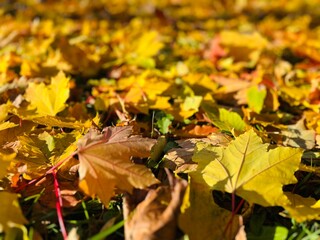 Autumn orange and yellow maple leaves on the ground, natural autumn leaves background