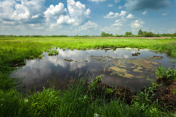 Fototapeta premium Water in a green meadow, view on a spring day