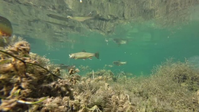 Bachforellen tummeln sich in kaltem Bergsee, Unterwasseraufnahme, Salmo trutta fario
