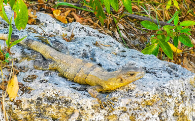 Iguana on rock tropical jungle Playa del Carmen Mexico.