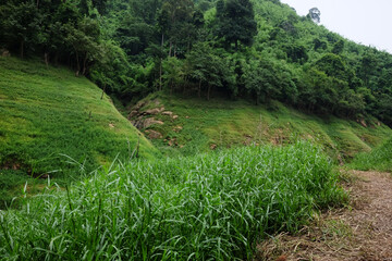 Freshness landscape for tropical rain forest with foggy and greenery mist in wild jungle. Travel in Thailand