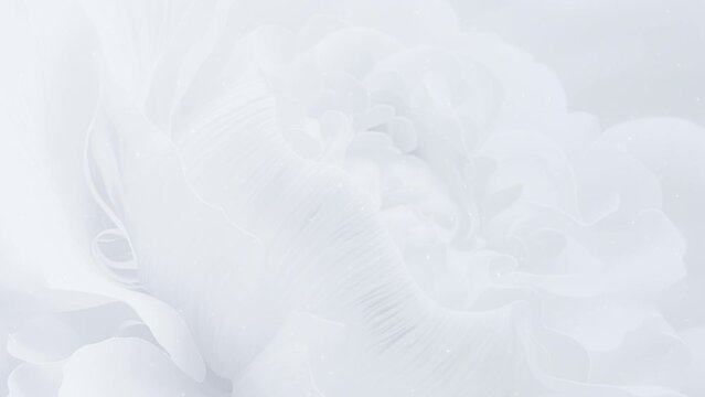 牡丹 花 華やか 華麗 BG115_06