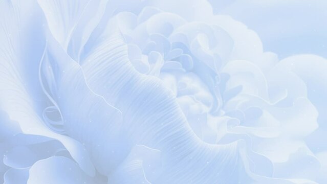 牡丹 花 華やか 華麗 BG115_05