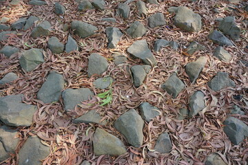 Dry leaves on rocky ground. Natural abstract background. 