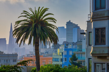 San Francisco scenery: View of foggy Downtown in the morning with palm tree and colorful houses in foreground (seen from Lombard Street).