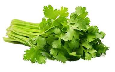 Coriander on a clear backdrop