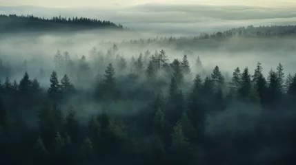 Poster Nordic forest, forest landscape, foggy, evening time, foggy landscape in the jungle Fog and cloudy mountain tropic valley landscape aerial view, wide, misty panorama © ND STOCK