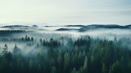Fototapeta premium Nordic forest, forest landscape, foggy, evening time, foggy landscape in the jungle Fog and cloudy mountain tropic valley landscape aerial view, wide, misty panorama