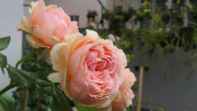 Orange-pink 'Lady Emma Hamilton' rose. English rose collection, orange blend. Strong fruity geranium tea fragrance. In countryside roses garden. Chiang Mai Thailand.