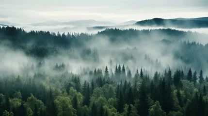 Photo sur Plexiglas Paysage fantastique Nordic forest, forest landscape, foggy, evening time, foggy landscape in the jungle Fog and cloudy mountain tropic valley landscape aerial view, wide, misty panorama