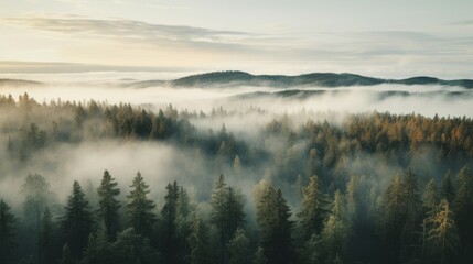 Fototapeta na wymiar Nordic forest, forest landscape, foggy, evening time, foggy landscape in the jungle Fog and cloudy mountain tropic valley landscape aerial view, wide, misty panorama