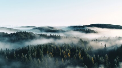 Fototapeta premium Nordic forest, forest landscape, foggy, evening time, foggy landscape in the jungle Fog and cloudy mountain tropic valley landscape aerial view, wide, misty panorama