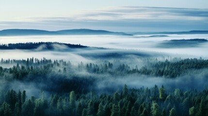 Obraz na płótnie Canvas Nordic forest, forest landscape, foggy, evening time, foggy landscape in the jungle Fog and cloudy mountain tropic valley landscape aerial view, wide, misty panorama