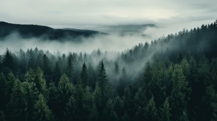 Nordic forest, forest landscape, foggy, evening time, foggy landscape in the jungle Fog and cloudy mountain tropic valley landscape aerial view, wide, misty panorama - obrazy, fototapety, plakaty