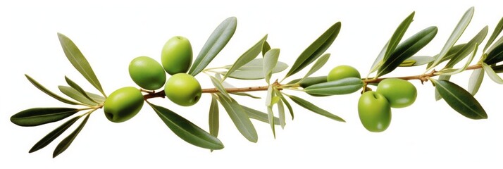Fototapeta premium Olive tree branch, green olives and leaves on white background.