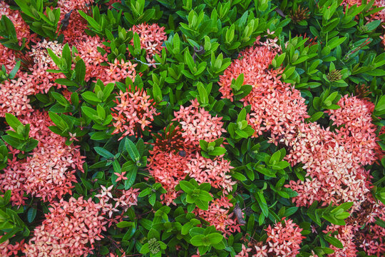 red flower and other name Ixora flower Spike flowers in garden