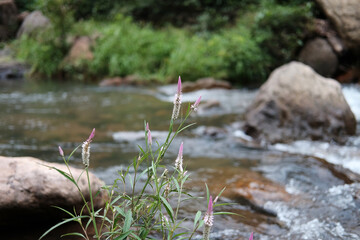 Blooming and fresh grass flowers in tropical rain forest and greenery wild jungle and Stream flowing through rocks. Travel in Thailand