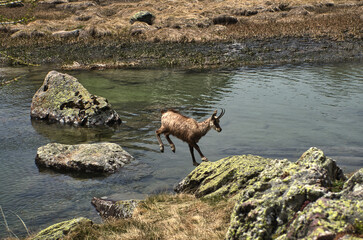 Chamois du Parc National du Mercantour
