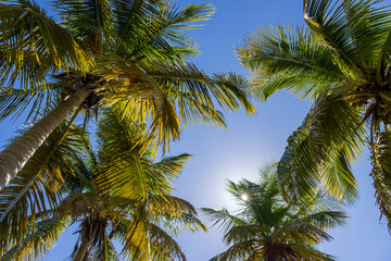 Tall lush green palm trees with a gorgeous clear blue sky and the sun peeking through the leaves on a summer day at Crandon Park in Key Biscayne Florida USA