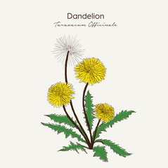Dandelion or Taraxacum officinale. Ayurvedic herbs, medicines. Ayurveda. Natural herbs. Medicinal herb. Hand drawn botanical vector illustration.