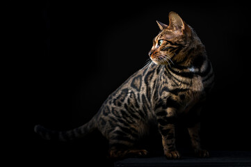 Portrait einer schönen sitzenden Bengalkatze