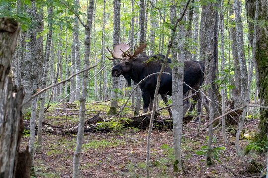Bull Moose, Isle Royale National Park, Michigan