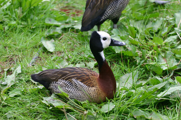 barnacle duck, duck, arboreal, barnacle, duck, whistling, barnacle,