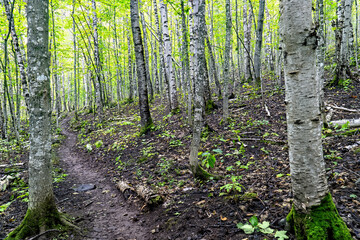 Naklejka premium Hiking Trail, Summer, Isle Royale National Park, Michigan