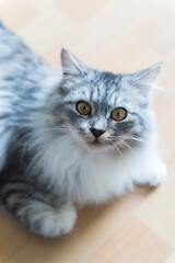 Naklejka na ściany i meble Porträt einer Deutsch Langhaar Katze