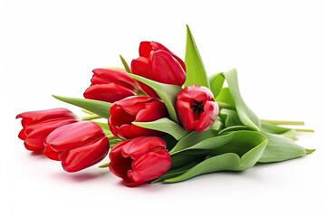 Naklejka premium Red tulips isolated on white background.