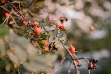 Bright, red hawthorn berries hang in clusters on a branch. Bunches of beautiful, textured hawthorn berries on a branch.