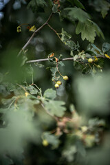 Green hawthorn berries ripen on a branch, among green leaves. Green leaves, green berries, on a hawthorn branch.