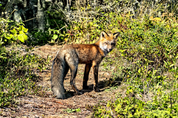 Red Fox, Isle Royale National Park, Michigan