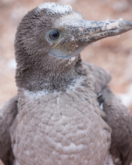 Close-up of young, brown, blue-footed booby on Floreana Island, Galapagos, Ecuador