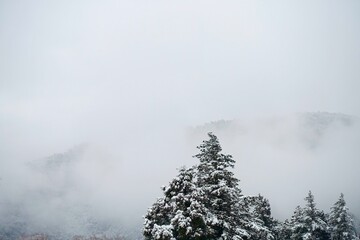 霧と雪に包まれる冬の木
